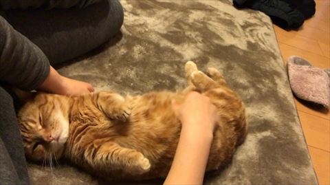 猫