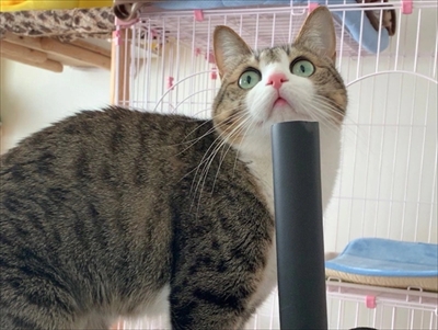 猫のすずめちゃん