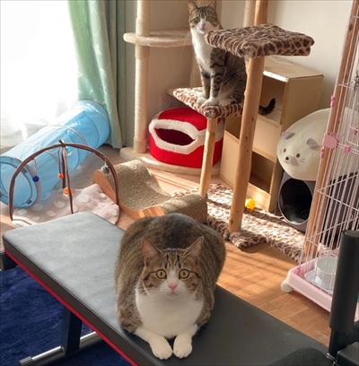 猫のすずめちゃん