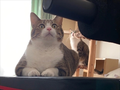 猫のすずめちゃん