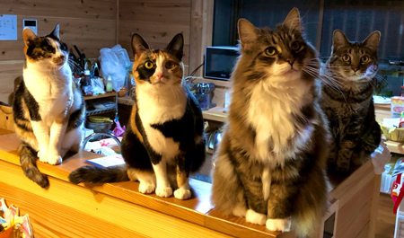 にゃんこ大集合