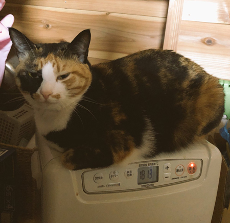 炊飯器の上にゃんこ