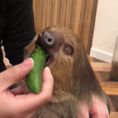 きゅうりを食べる