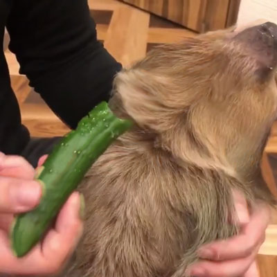 のけぞるマケちゃん