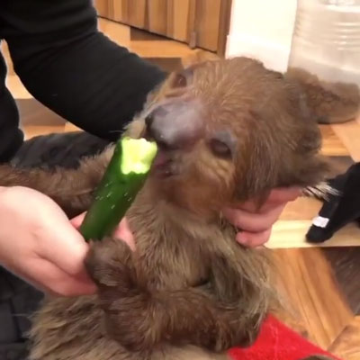 きゅうりを食べる・引き