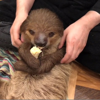 バナナを食べる