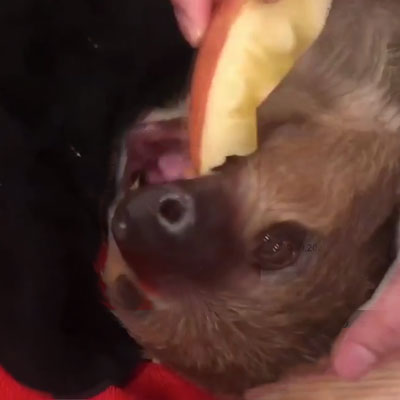 リンゴを食べる