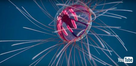 クラゲドアップ