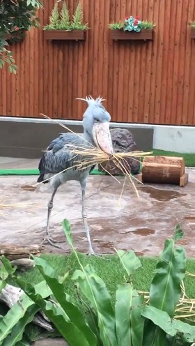 ハシビロコウ ふたば