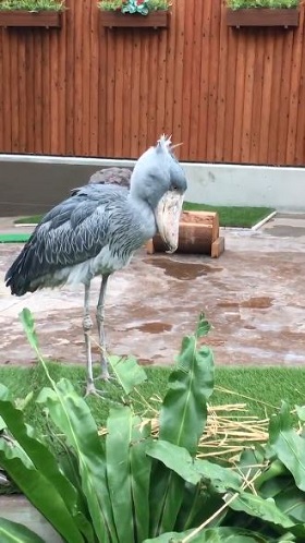 ハシビロコウ ふたば