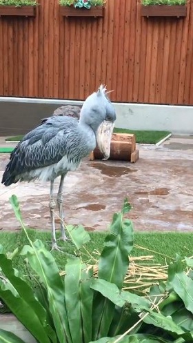 ハシビロコウ ふたば