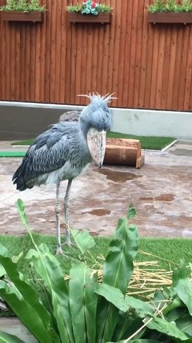 ハシビロコウ ふたば