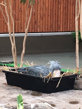 ハシビロコウ ふたば