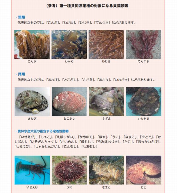 Fish Sale オークション　魚　厚生労働省　食品衛生法