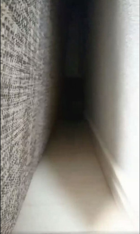 うさぎのシャロちゃん