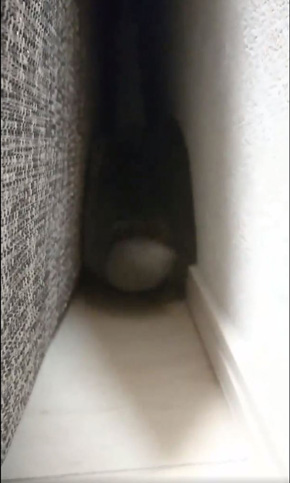 うさぎのシャロちゃん