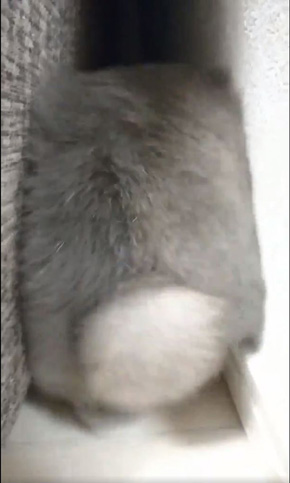 うさぎのシャロちゃん