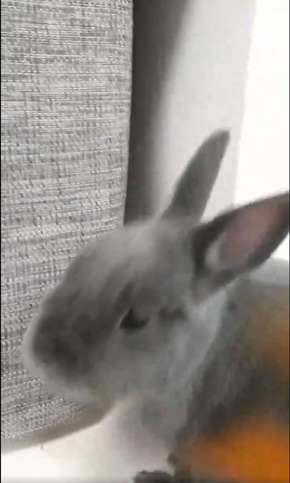 うさぎのシャロちゃん