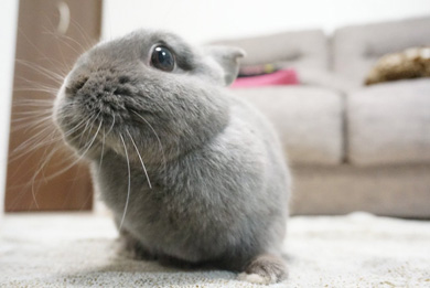うさぎのシャロちゃん