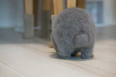 うさぎのシャロちゃん