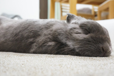 うさぎのシャロちゃん