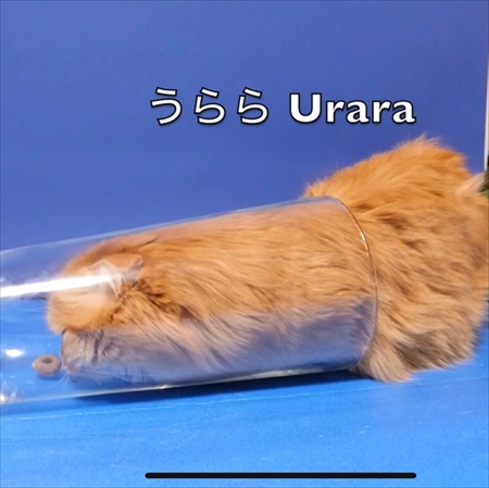 マンチカンズと仲間たち