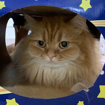 マンチカンズと仲間たち