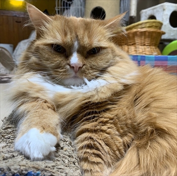 マンチカンズと仲間たち