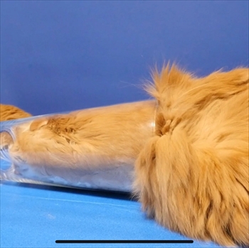 マンチカンズと仲間たち