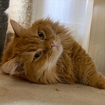 マンチカンズと仲間たち