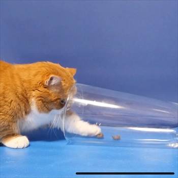 マンチカンズと仲間たち