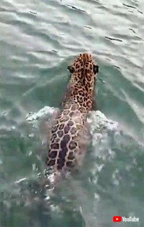 jaguar swimming