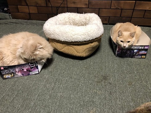 ガンプラの箱が好きなネコ