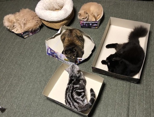 ガンプラの箱が好きなネコ