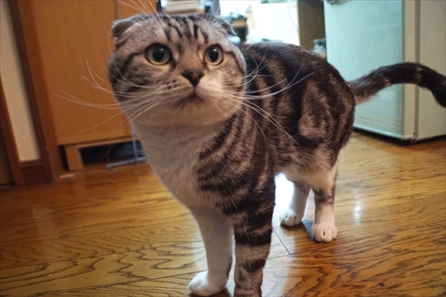 響 てち 平手友梨奈