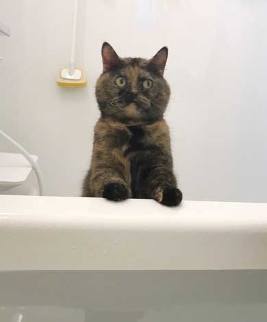 気まずいねこ