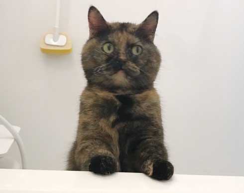 お風呂 のぞき 気まずい顔 猫 表情 目をそらす
