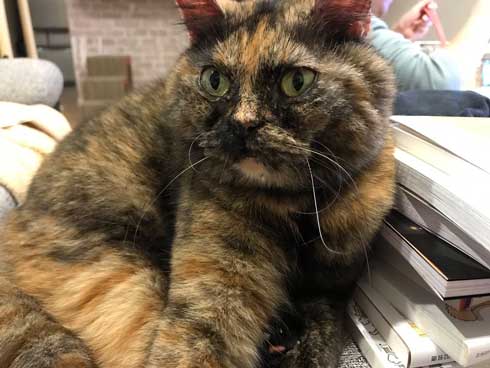 お風呂 のぞき 気まずい顔 猫 表情 目をそらす