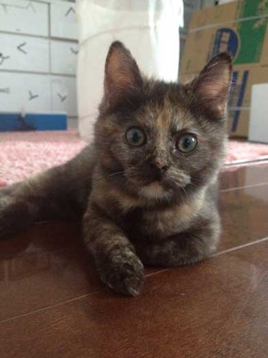 お風呂 のぞき 気まずい顔 猫 表情 目をそらす