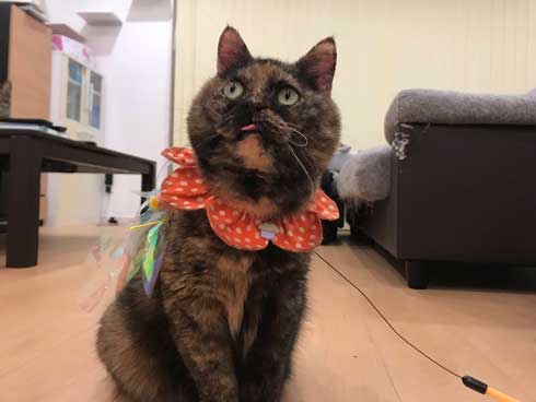 お風呂 のぞき 気まずい顔 猫 表情 目をそらす