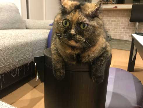 お風呂 のぞき 気まずい顔 猫 表情 目をそらす