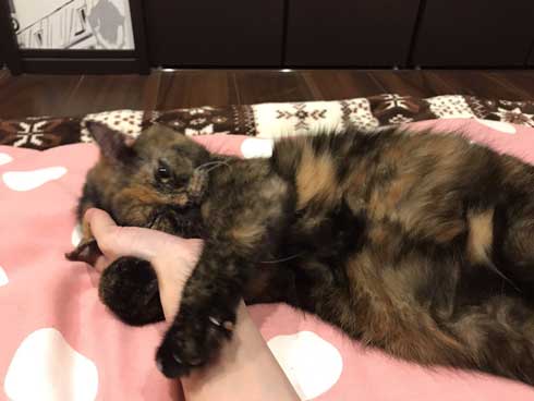 お風呂 のぞき 気まずい顔 猫 表情 目をそらす