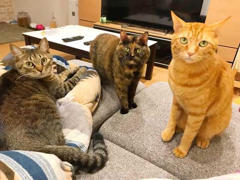 お風呂 のぞき 気まずい顔 猫 表情 目をそらす