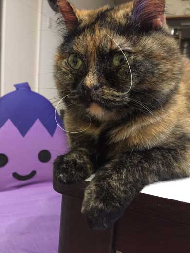 お風呂 のぞき 気まずい顔 猫 表情 目をそらす