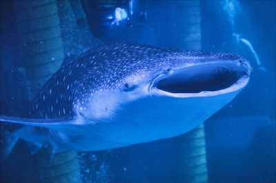 八景島シーパラダイス　ジンベエザメ