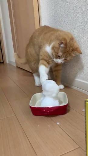 ネコvs雪だるま さんて