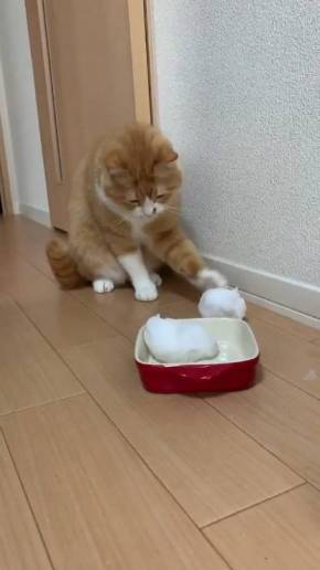 ネコvs雪だるま さんて