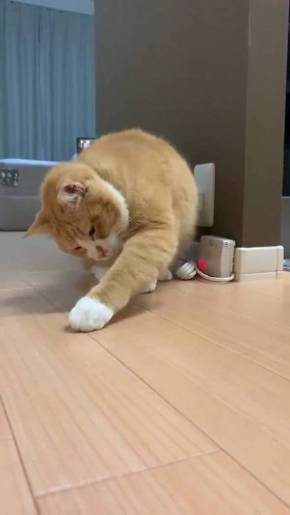 ネコvs雪だるま さんて