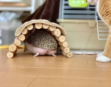 ネコvs雪だるま さんて