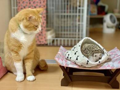 ネコvs雪だるま さんて